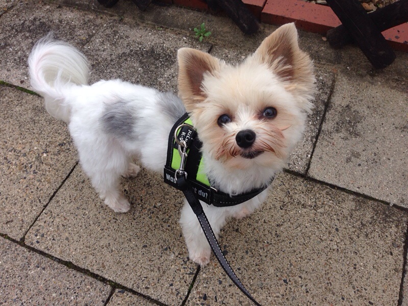 Winter und Hund im Auto, mit kleiner Idee dazu. PRIUSforum